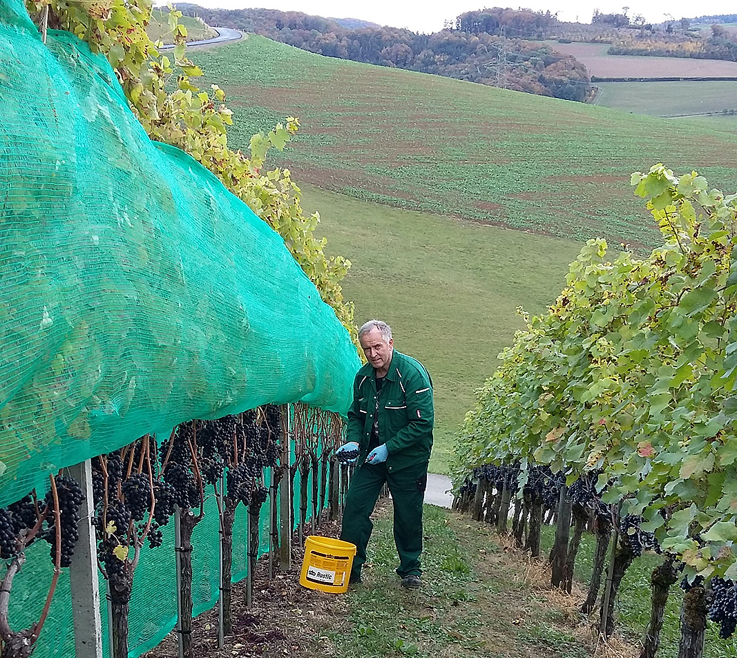 Traubenlesen Kaisten